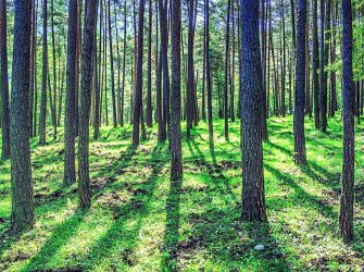 Doğanın Kalbinde Huzur Sizi Bekliyor! 